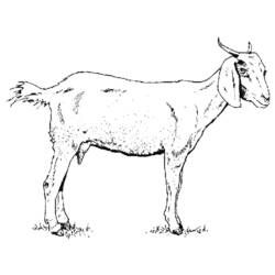 Dessin à colorier: Chèvre (Animaux) #2370 - Coloriages à Imprimer Gratuits