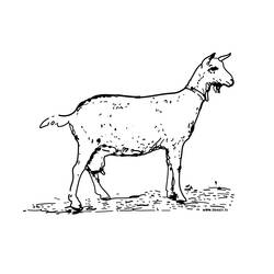 Dessin à colorier: Chèvre (Animaux) #2376 - Coloriages à Imprimer Gratuits