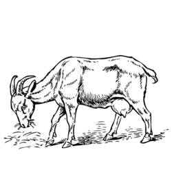 Dessin à colorier: Chèvre (Animaux) #2449 - Coloriages à Imprimer Gratuits