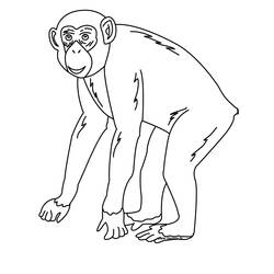 Dessin à colorier: Chimpanzé (Animaux) #2767 - Coloriages à Imprimer Gratuits