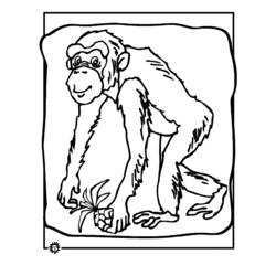 Dessin à colorier: Chimpanzé (Animaux) #2798 - Coloriages à Imprimer Gratuits
