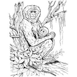 Dessin à colorier: Chimpanzé (Animaux) #2833 - Coloriages à Imprimer Gratuits