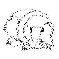Dessin à colorier: Cochon dinde (Animaux) #18491 - Coloriages à Imprimer Gratuits