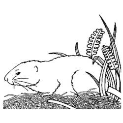 Dessin à colorier: Cochon dinde (Animaux) #18494 - Coloriages à Imprimer Gratuits