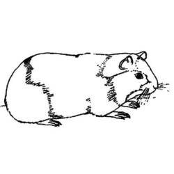 Dessin à colorier: Cochon dinde (Animaux) #18497 - Coloriages à Imprimer Gratuits