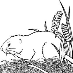 Dessin à colorier: Cochon dinde (Animaux) #18499 - Coloriages à Imprimer Gratuits