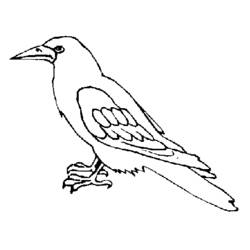 Dessin à colorier: Corbeau (Animaux) #4283 - Coloriages à Imprimer Gratuits