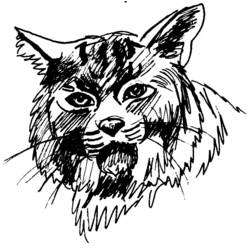 Dessin à colorier: Cougar (Animaux) #4398 - Coloriages à Imprimer Gratuits