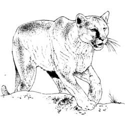 Dessin à colorier: Cougar (Animaux) #4476 - Coloriages à Imprimer Gratuits