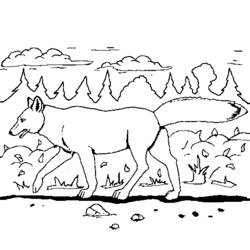 Dessin à colorier: Coyote (Animaux) #4483 - Coloriages à Imprimer Gratuits
