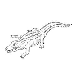 Dessin à colorier: Crocodile (Animaux) #4802 - Coloriages à Imprimer Gratuits