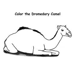 Dessin à colorier: Dromadaire (Animaux) #5921 - Coloriages à Imprimer Gratuits