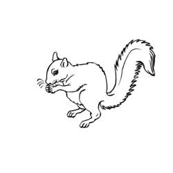 Dessin à colorier: Écureuil (Animaux) #6103 - Coloriages à Imprimer Gratuits