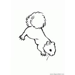 Dessin à colorier: Écureuil (Animaux) #6152 - Coloriages à Imprimer Gratuits