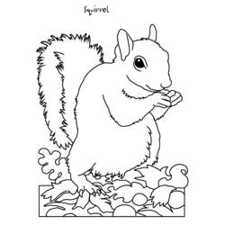 Dessin à colorier: Écureuil (Animaux) #6203 - Coloriages à Imprimer Gratuits