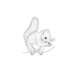 Dessin à colorier: Écureuil (Animaux) #6229 - Coloriages à Imprimer Gratuits