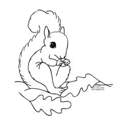 Dessin à colorier: Écureuil (Animaux) #6248 - Coloriages à Imprimer Gratuits
