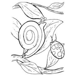 Dessin à colorier: Escargot (Animaux) #6583 - Coloriages à Imprimer Gratuits