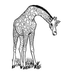 Dessin à colorier: Girafe (Animaux) #7234 - Coloriages à Imprimer Gratuits