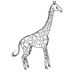 Dessin à colorier: Girafe (Animaux) #7235 - Coloriages à Imprimer Gratuits