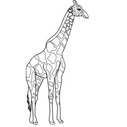 Dessin à colorier: Girafe (Animaux) #7268 - Coloriages à Imprimer Gratuits