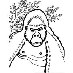 Dessin à colorier: Gorille (Animaux) #7431 - Coloriages à Imprimer Gratuits
