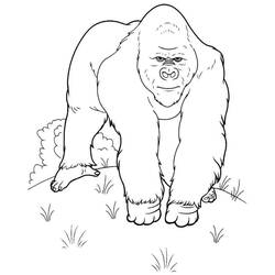 Dessin à colorier: Gorille (Animaux) #7477 - Coloriages à Imprimer Gratuits