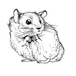 Dessin à colorier: Hamster (Animaux) #8042 - Coloriages à Imprimer Gratuits