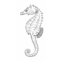 Dessin à colorier: Hippocampe (Animaux) #18672 - Coloriages à Imprimer Gratuits