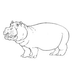 Dessin à colorier: Hippopotame (Animaux) #8614 - Coloriages à Imprimer Gratuits
