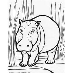 Dessin à colorier: Hippopotame (Animaux) #8643 - Coloriages à Imprimer Gratuits