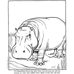 Dessin à colorier: Hippopotame (Animaux) #8656 - Coloriages à Imprimer Gratuits