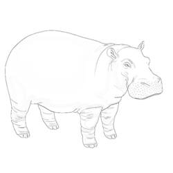 Dessin à colorier: Hippopotame (Animaux) #8702 - Coloriages à Imprimer Gratuits