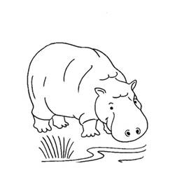 Dessin à colorier: Hippopotame (Animaux) #8804 - Coloriages à Imprimer Gratuits