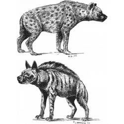 Dessin à colorier: Hyène (Animaux) #19641 - Coloriages à Imprimer Gratuits