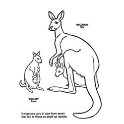 Dessin à colorier: Kangourou (Animaux) #9182 - Coloriages à Imprimer Gratuits