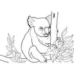 Dessin à colorier: Koala (Animaux) #9383 - Coloriages à Imprimer Gratuits