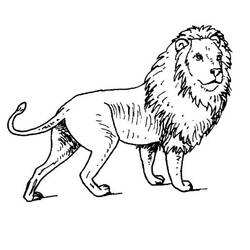 Dessin à colorier: Lion (Animaux) #10273 - Coloriages à Imprimer Gratuits