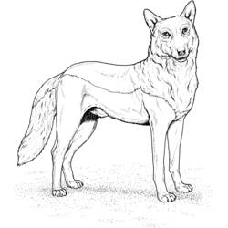 Dessin à colorier: Loup (Animaux) #10443 - Coloriages à Imprimer Gratuits