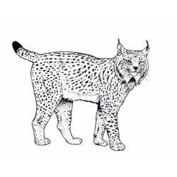 Dessin à colorier: Lynx (Animaux) #10789 - Coloriages à Imprimer Gratuits