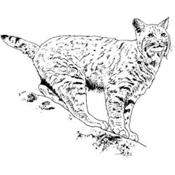 Dessin à colorier: Lynx (Animaux) #10794 - Coloriages à Imprimer Gratuits
