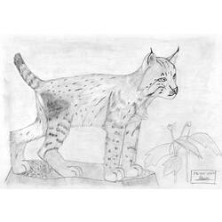 Dessin à colorier: Lynx (Animaux) #10801 - Coloriages à Imprimer Gratuits