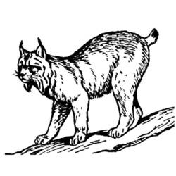 Dessin à colorier: Lynx (Animaux) #10812 - Coloriages à Imprimer Gratuits