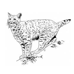 Dessin à colorier: Lynx (Animaux) #10818 - Coloriages à Imprimer Gratuits