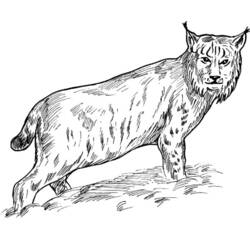 Dessin à colorier: Lynx (Animaux) #10819 - Coloriages à Imprimer Gratuits