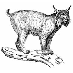 Dessin à colorier: Lynx (Animaux) #10825 - Coloriages à Imprimer Gratuits