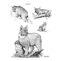 Dessin à colorier: Lynx (Animaux) #10875 - Coloriages à Imprimer Gratuits
