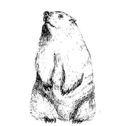 Dessin à colorier: Marmotte (Animaux) #10910 - Coloriages à Imprimer Gratuits