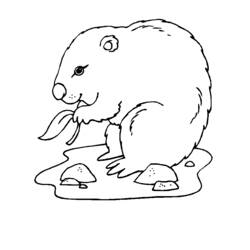 Dessin à colorier: Marmotte (Animaux) #10935 - Coloriages à Imprimer Gratuits
