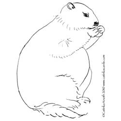 Dessin à colorier: Marmotte (Animaux) #11073 - Coloriages à Imprimer Gratuits
